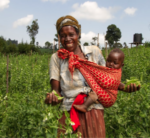 Planting for food and jobs in Ghana.