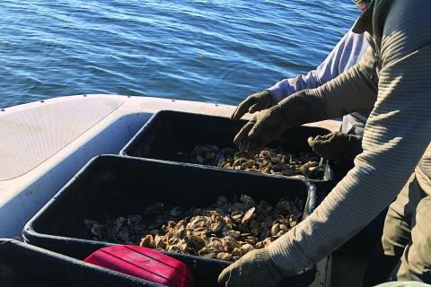 Oyster harvesting off the coast of Apalachicola, Florida / photo provided by Megan Hayes