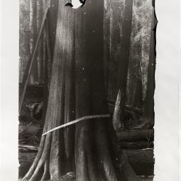 A photograph featured in "Ghost Forest"