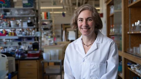 Biologist Karen Guillemin named as a fellow in the AAAS