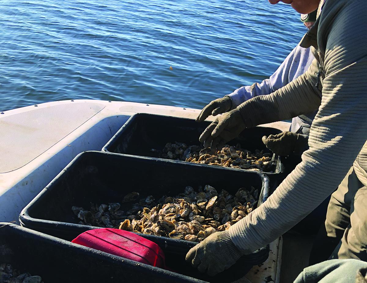 Oyster harvesting off the coast of Apalachicola, Florida / photo provided by Megan Hayes