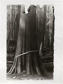  "Ghost Forest," an exhibition by Sarah Grew, featuring Jon Bellona’s sound installation "Wildfire"  at Lawrence Hall