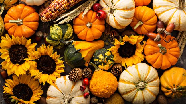Harvest squash and sunflowers.